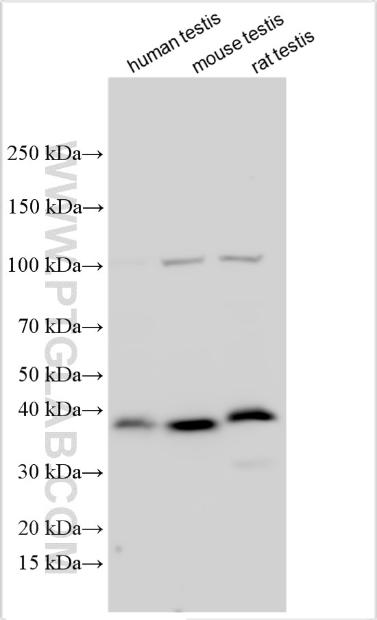 WB analysis using 32718-1-AP (same clone as 32718-1-PBS) Western Blot (WB) analysis of various lysates using C3orf62 Polyclonal antibody (32718-1-AP)
