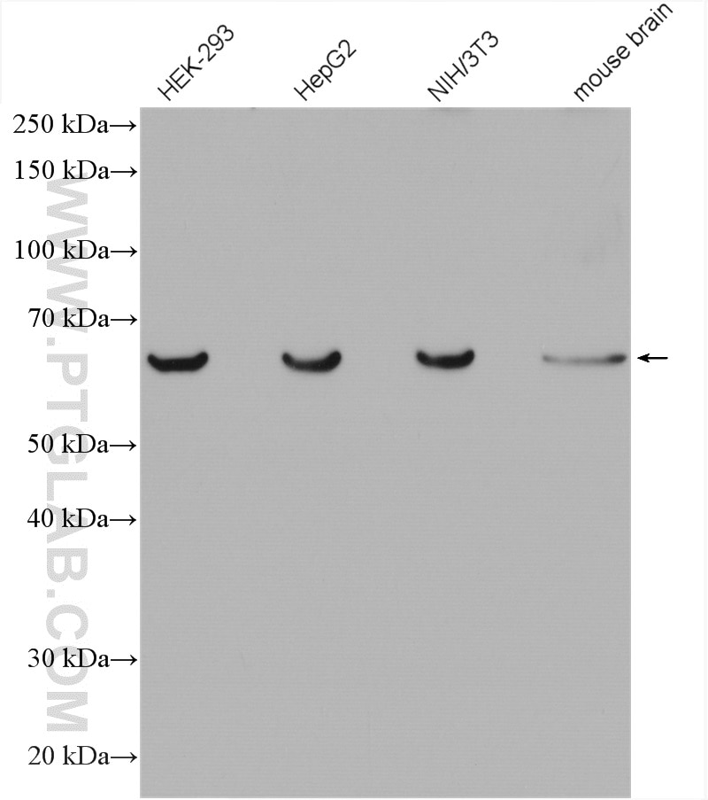 Western Blot (WB) analysis of various lysates using C3orf64 Polyclonal antibody (27595-1-AP)