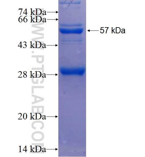 C3orf64 fusion protein Ag25932 SDS-PAGE