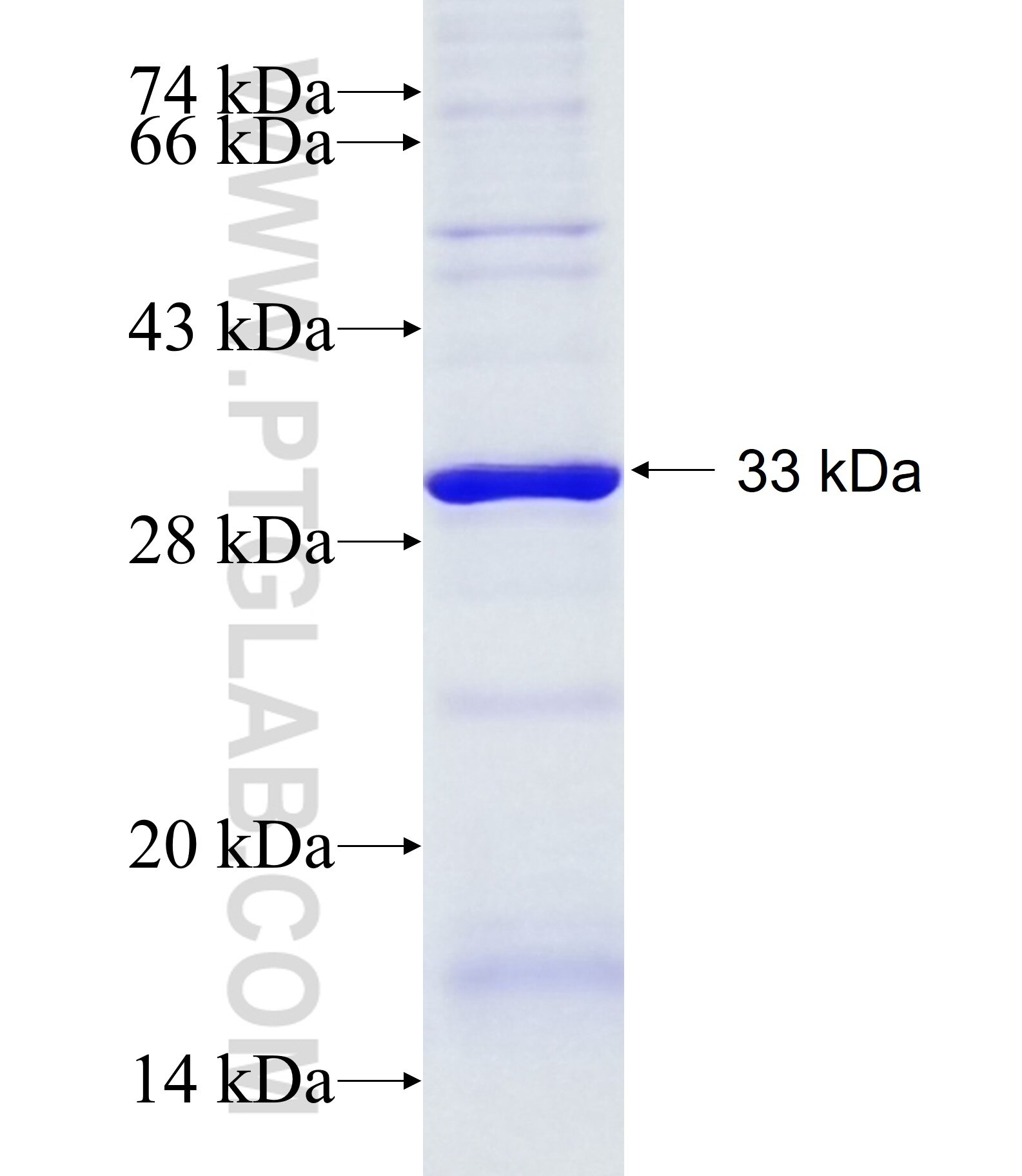 C3orf75 fusion protein Ag14490 SDS-PAGE