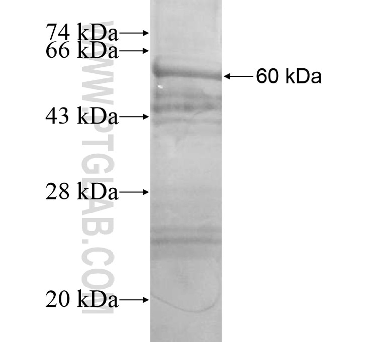 C3orf75 fusion protein Ag14714 SDS-PAGE