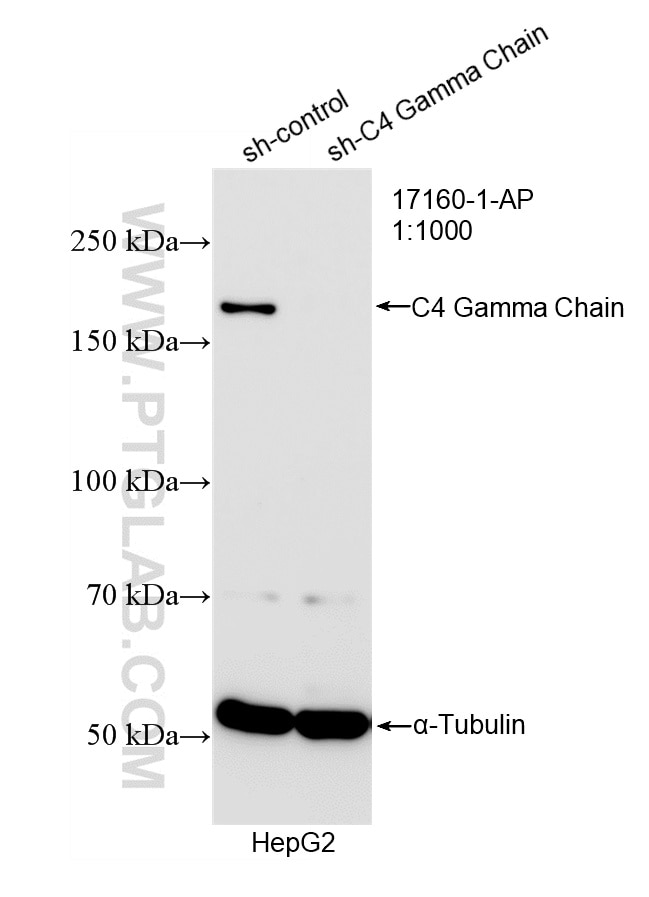 Western Blot (WB) analysis of HepG2 cells using C4 Gamma Chain Polyclonal antibody (17160-1-AP)