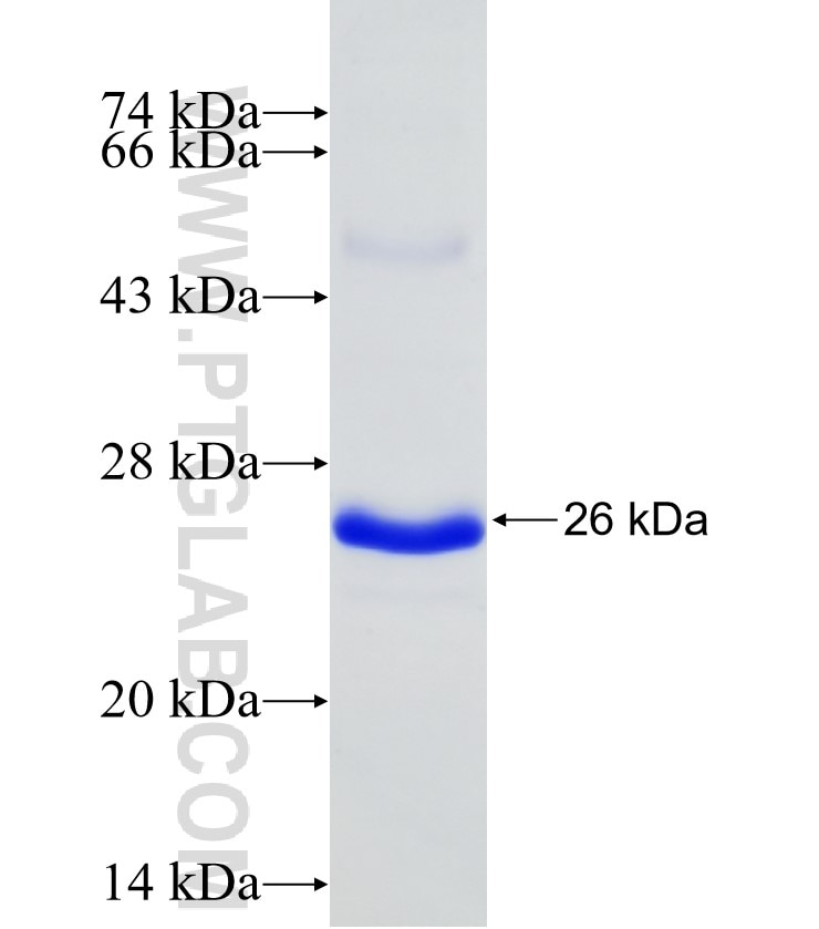 C4A fusion protein Ag10449 SDS-PAGE