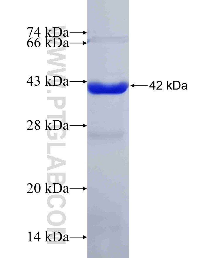 C4A fusion protein Ag17593 SDS-PAGE