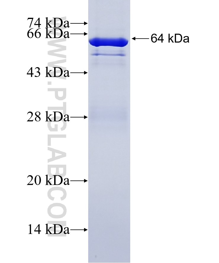 C4BPA fusion protein Ag2387 SDS-PAGE