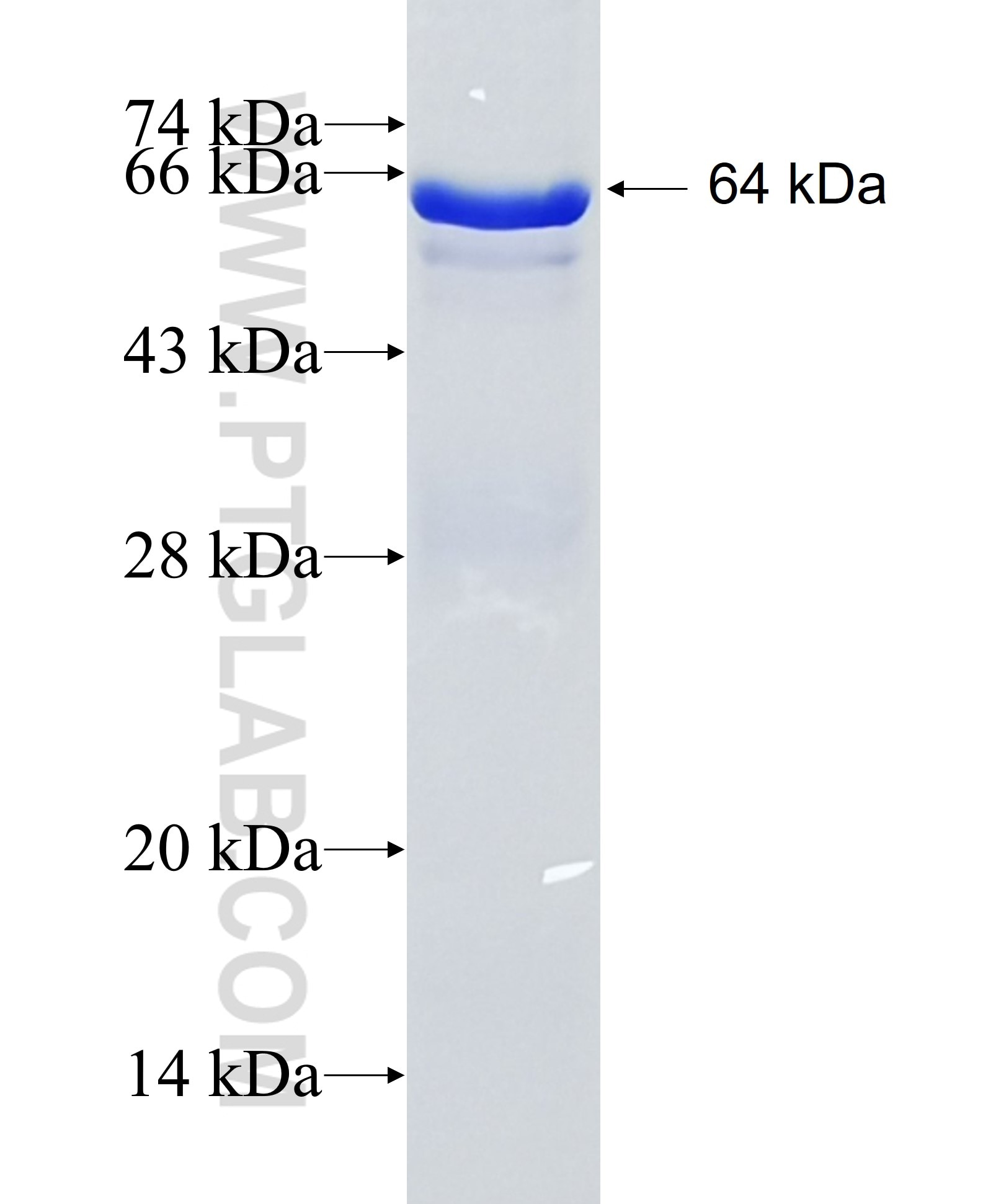 C4BPA fusion protein Ag2387 SDS-PAGE