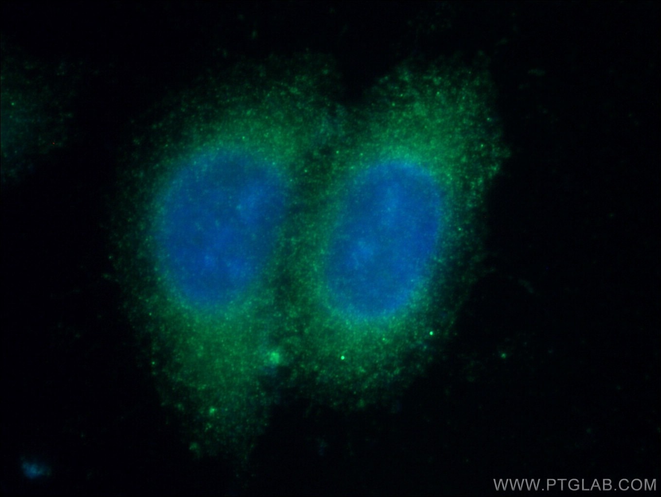 Immunofluorescence (IF) / fluorescent staining of HepG2 cells using C4BPB Polyclonal antibody (15837-1-AP)