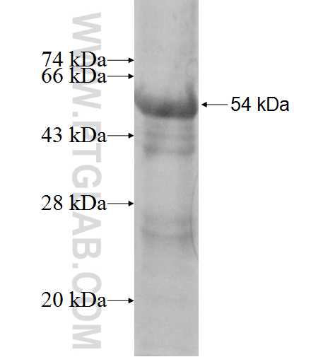 C4BPB fusion protein Ag8587 SDS-PAGE