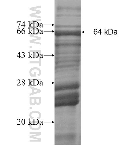 C4orf14 fusion protein Ag14186 SDS-PAGE