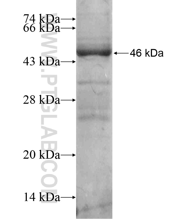 C4orf15 fusion protein Ag17093 SDS-PAGE