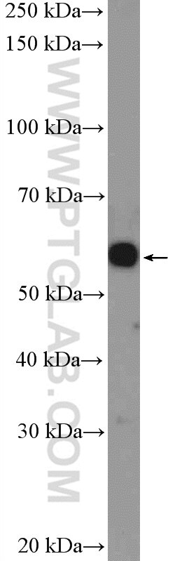 Western Blot (WB) analysis of HepG2 cells using C4orf18 Polyclonal antibody (25994-1-AP)