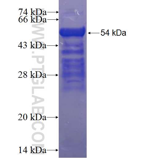 C4orf18 fusion protein Ag23312 SDS-PAGE