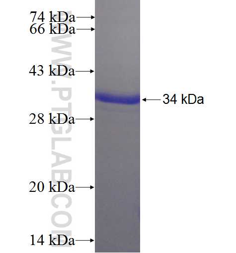 C4orf18 fusion protein Ag23356 SDS-PAGE