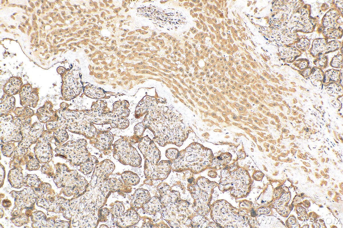 Immunohistochemistry (IHC) staining of human placenta tissue using C4orf26 Polyclonal antibody (30132-1-AP)