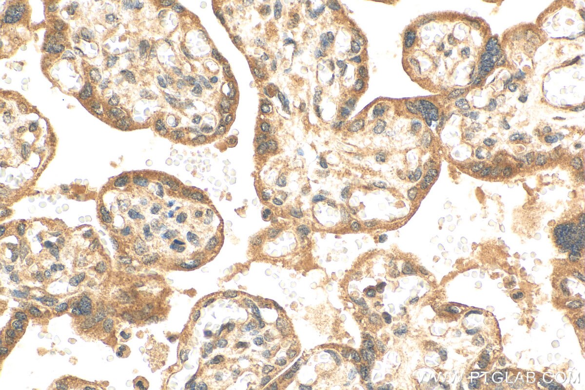 Immunohistochemistry (IHC) staining of human placenta tissue using C4orf26 Polyclonal antibody (30132-1-AP)