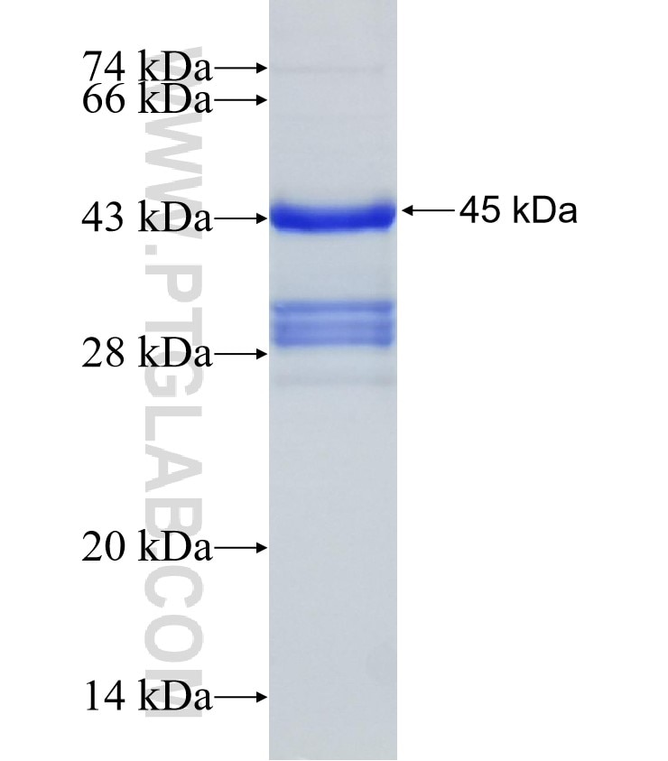 C4orf26 fusion protein Ag32600 SDS-PAGE