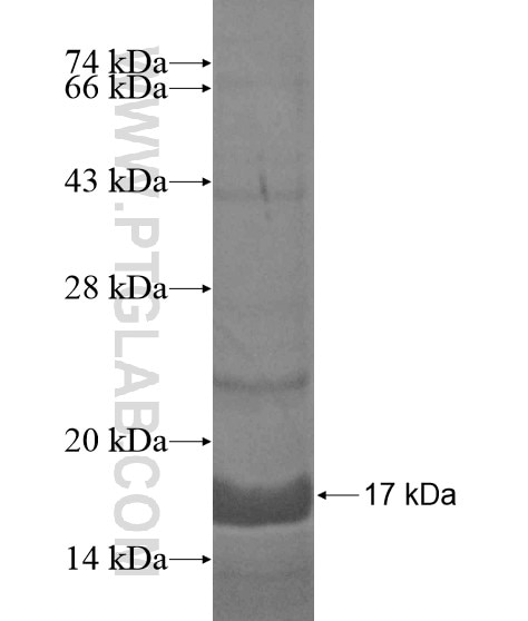 C4orf29 fusion protein Ag19120 SDS-PAGE
