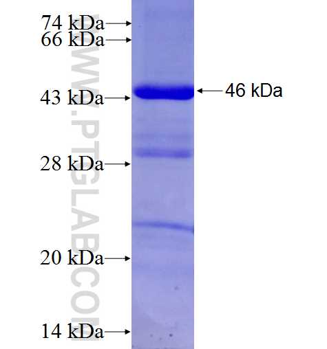 C4orf31 fusion protein Ag23887 SDS-PAGE