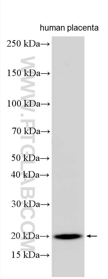 Western Blot (WB) analysis of various lysates using C4orf32 Polyclonal antibody (33453-1-AP)