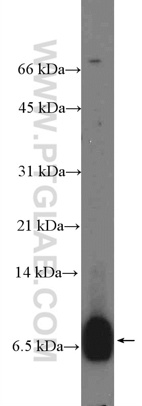 Western Blot (WB) analysis of K-562 cells using C4orf7 Polyclonal antibody (26057-1-AP)