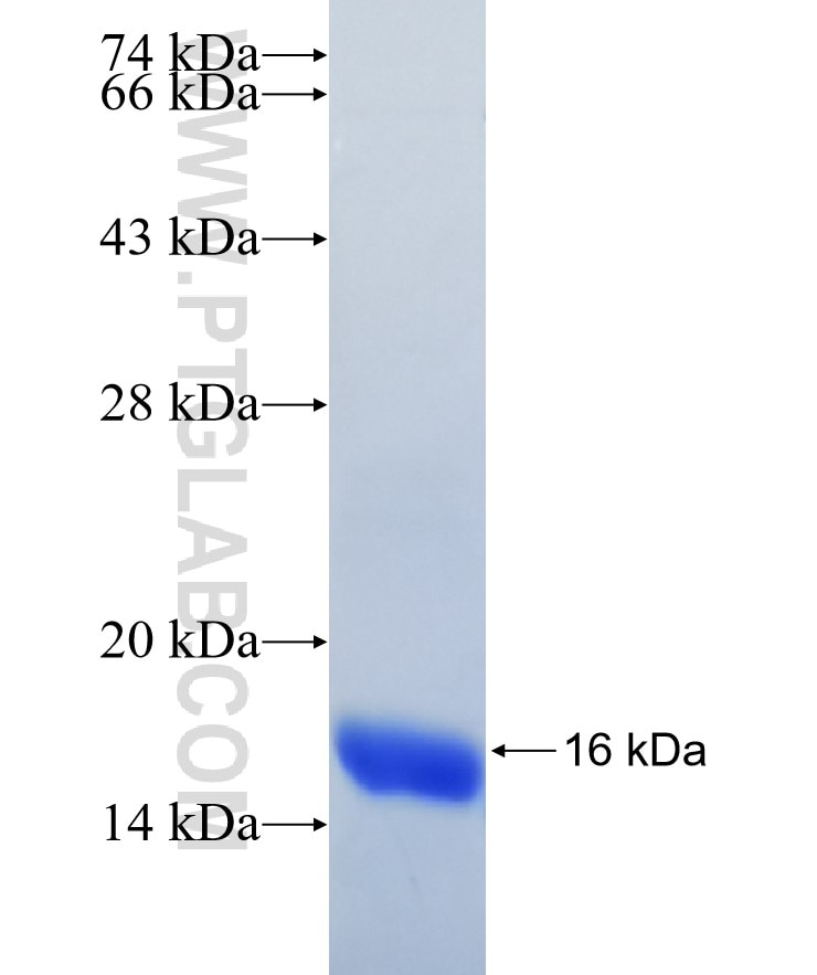 C4orf7 fusion protein Ag22028 SDS-PAGE