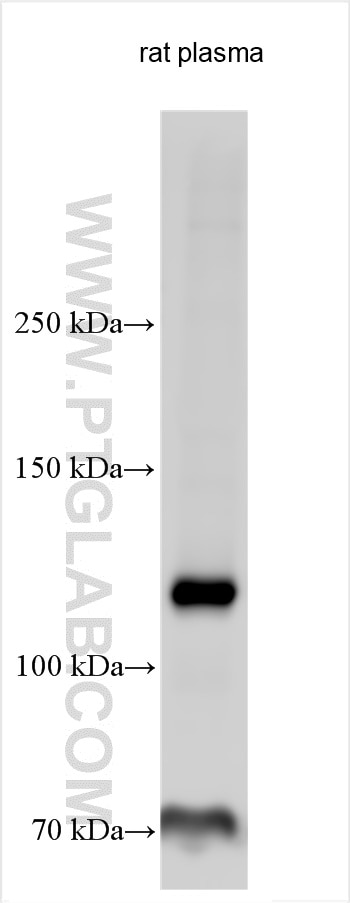 WB analysis using 22492-1-AP