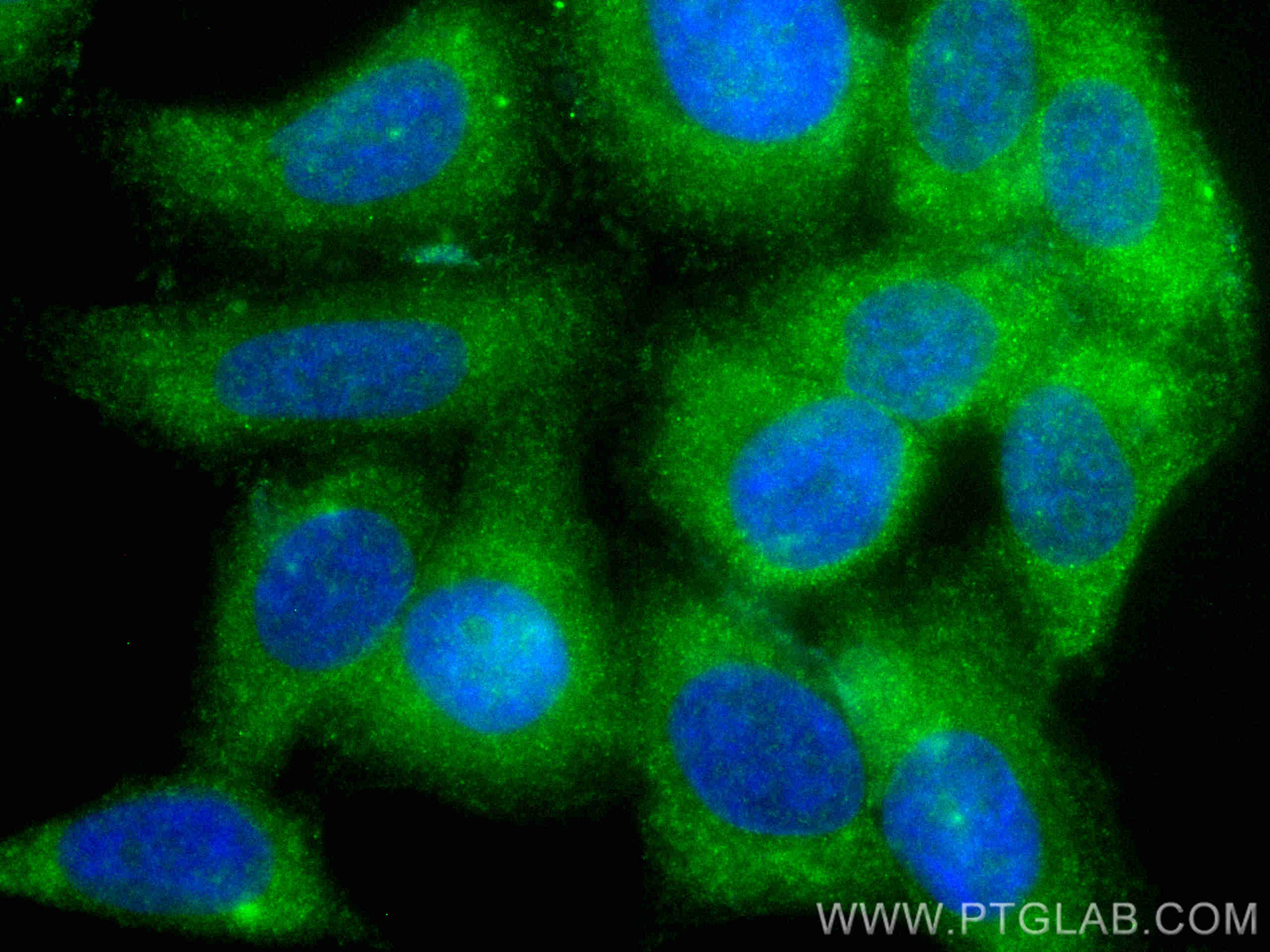 Immunofluorescence (IF) / fluorescent staining of HepG2 cells using CoraLite® Plus 488-conjugated C5 Monoclonal antibo (CL488-66634)