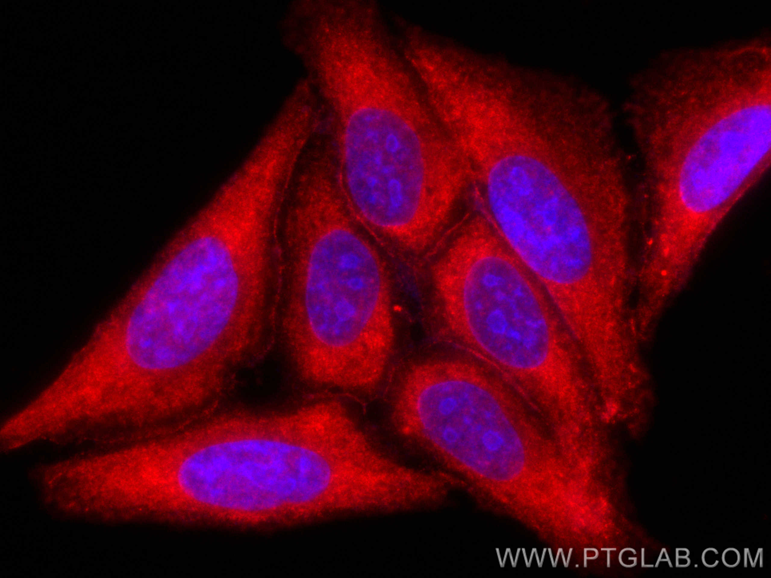 Immunofluorescence (IF) / fluorescent staining of HepG2 cells using CoraLite®594-conjugated C5 Monoclonal antibody (CL594-66634)