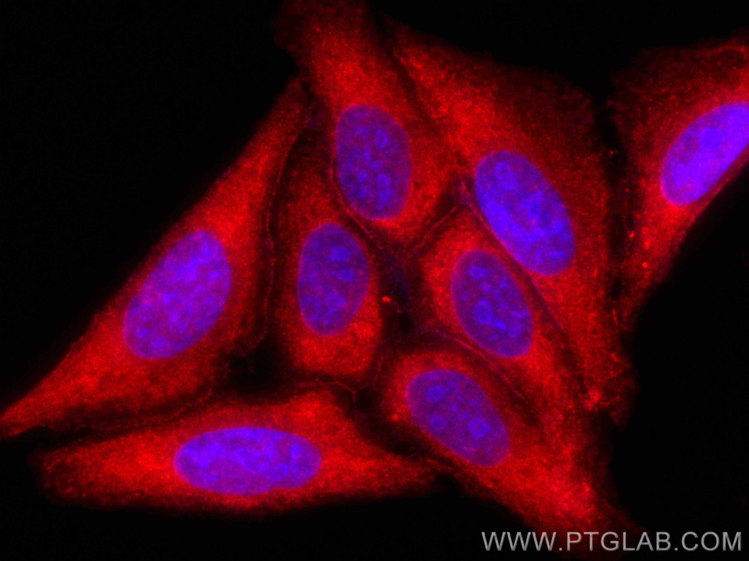 IF Staining of HepG2 using CL594-66634