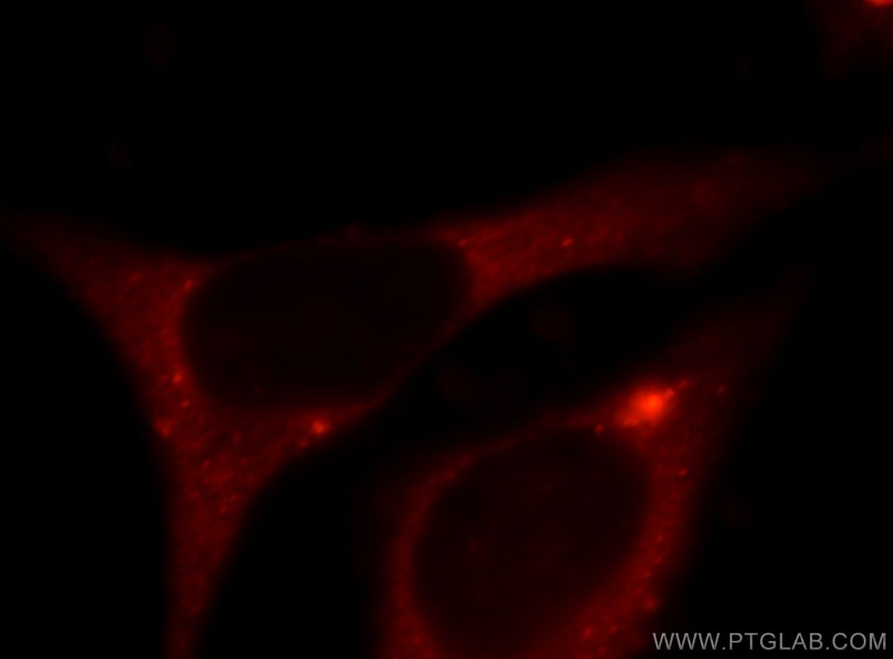Immunofluorescence (IF) / fluorescent staining of HepG2 cells using C5aR Polyclonal antibody (21316-1-AP)