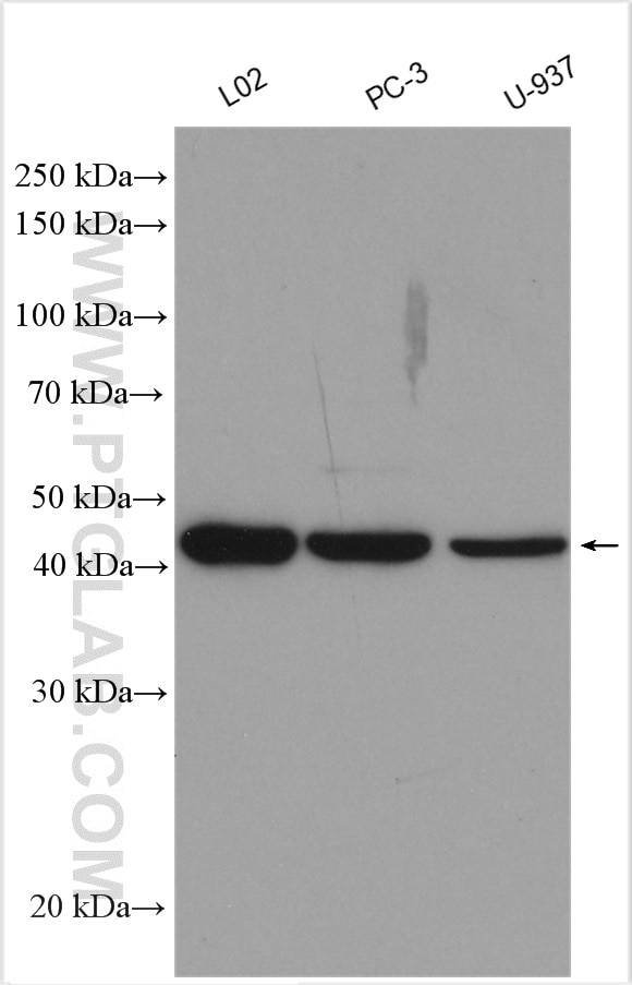 Western Blot (WB) analysis of various lysates using C5aR Polyclonal antibody (21316-1-AP)
