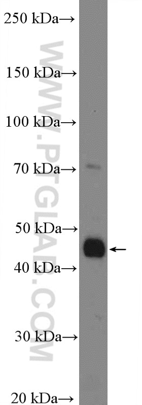 Western Blot (WB) analysis of L02 cells using C5aR Polyclonal antibody (21316-1-AP)