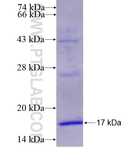 C5AR1 fusion protein Ag15979 SDS-PAGE