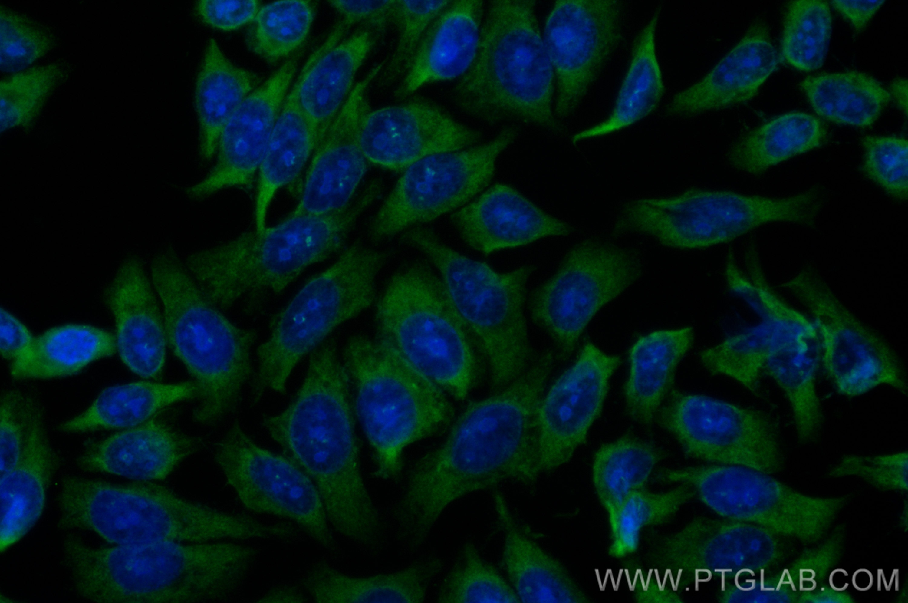 IF Staining of HepG2 using CL488-21316