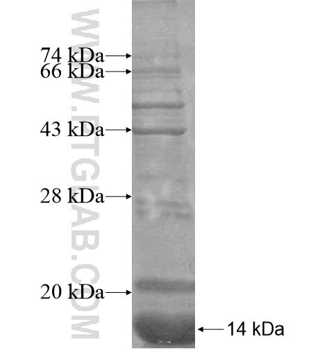 C5orf13 fusion protein Ag14425 SDS-PAGE