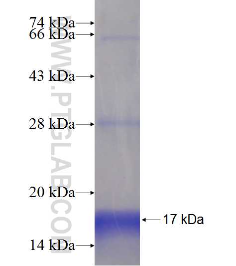C5orf23 fusion protein Ag19144 SDS-PAGE