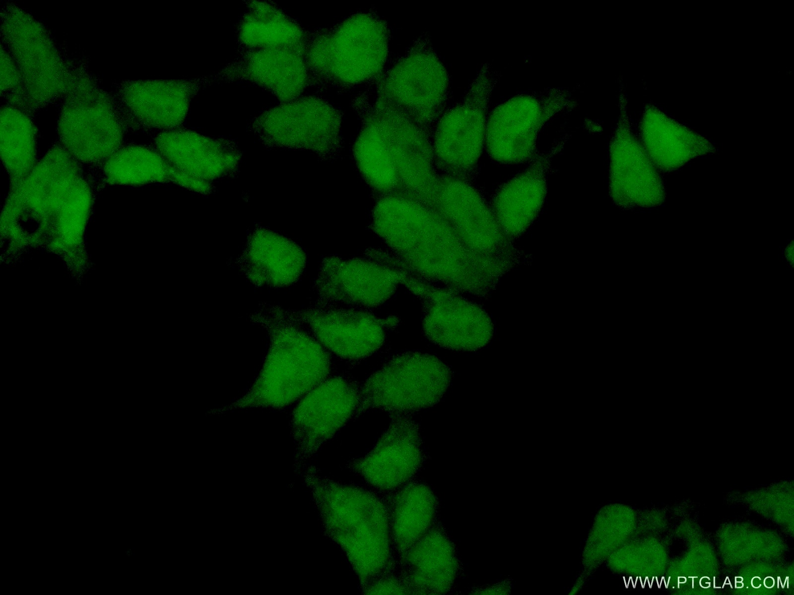 Immunofluorescence (IF) / fluorescent staining of HEK-293 cells using C5orf24 Polyclonal antibody (24319-1-AP)