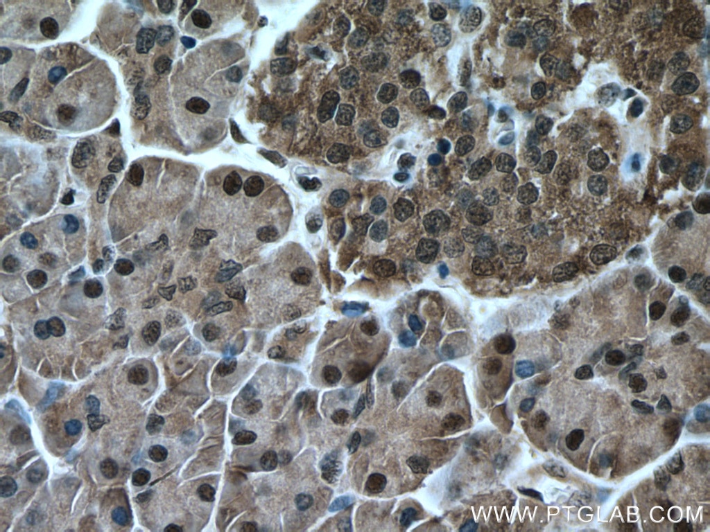 Immunohistochemistry (IHC) staining of human pancreas tissue using C5orf24 Polyclonal antibody (24319-1-AP)
