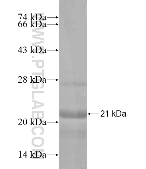 C5orf24 fusion protein Ag19660 SDS-PAGE
