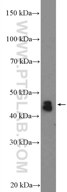 Western Blot (WB) analysis of mouse liver tissue using C5orf33 Polyclonal antibody (26352-1-AP)