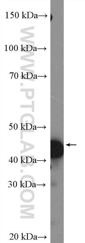 Western Blot (WB) analysis of HL-60 cells using C5orf33 Polyclonal antibody (26352-1-AP)