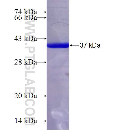C5orf33 fusion protein Ag23706 SDS-PAGE