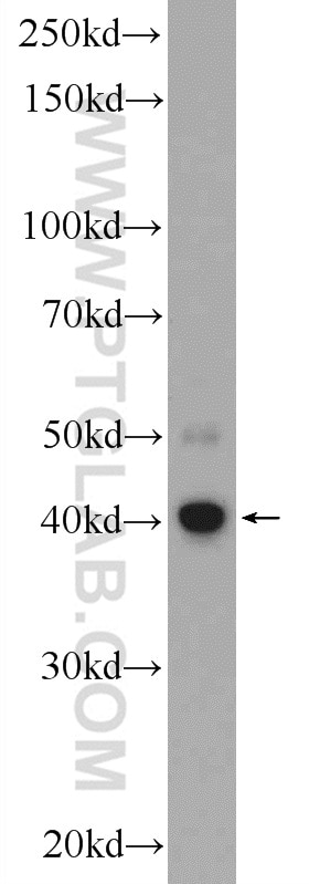Western Blot (WB) analysis of COLO 320 cells using C5orf4 Polyclonal antibody (22046-1-AP)