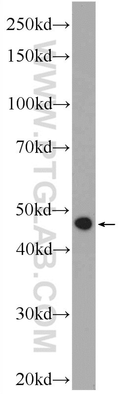 Western Blot (WB) analysis of HepG2 cells using C5orf4 Polyclonal antibody (22046-1-AP)