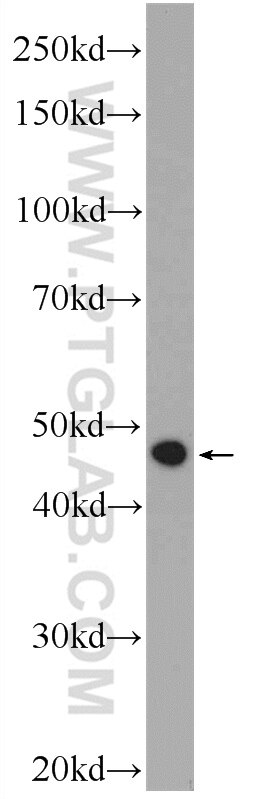 Western Blot (WB) analysis of HepG2 cells using C5orf4 Polyclonal antibody (22046-1-AP)