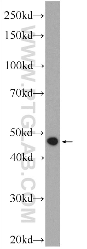 WB analysis of HepG2 using 22046-1-AP