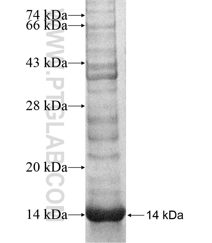 C5orf4 fusion protein Ag16960 SDS-PAGE