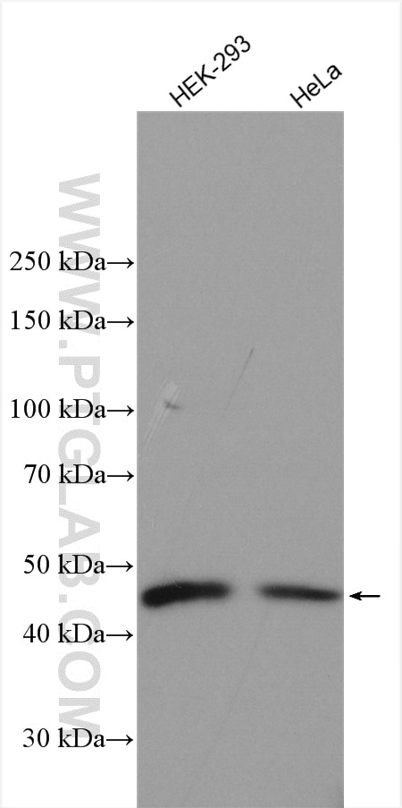 Western Blot (WB) analysis of various lysates using C5orf44 Polyclonal antibody (20444-1-AP)