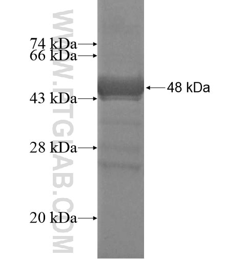 C5orf44 fusion protein Ag14267 SDS-PAGE