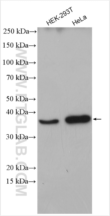 Western Blot (WB) analysis of various lysates using C5orf51 Polyclonal antibody (30107-1-AP)